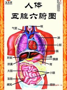 丹田内气修炼法